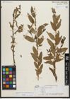 Foto von Salix triandra subsp. bornmuelleri (Hausskn.) A. K. Skvortsov